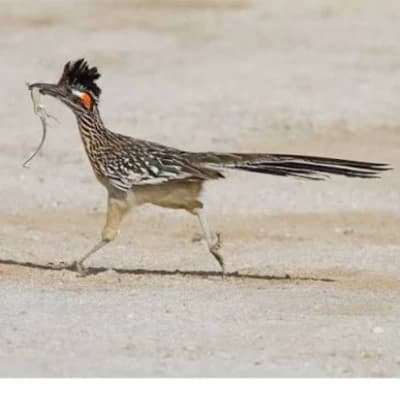 Road Runner thumbnail
