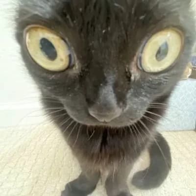 Pipsqueak Black thumbnail