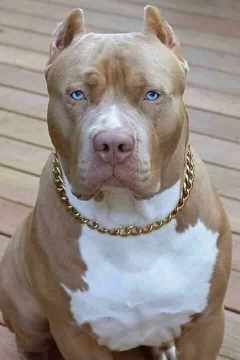 Dog thumbnail