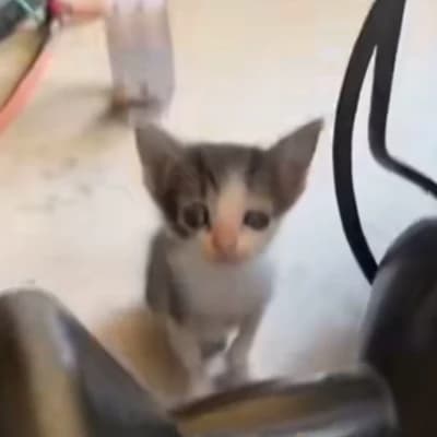 SÑ.mustaches | street cat 💔 thumbnail
