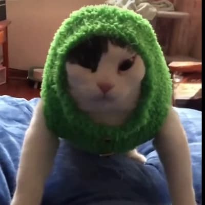 Winsper the notice cat thumbnail