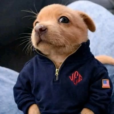 Perrito epstein thumbnail