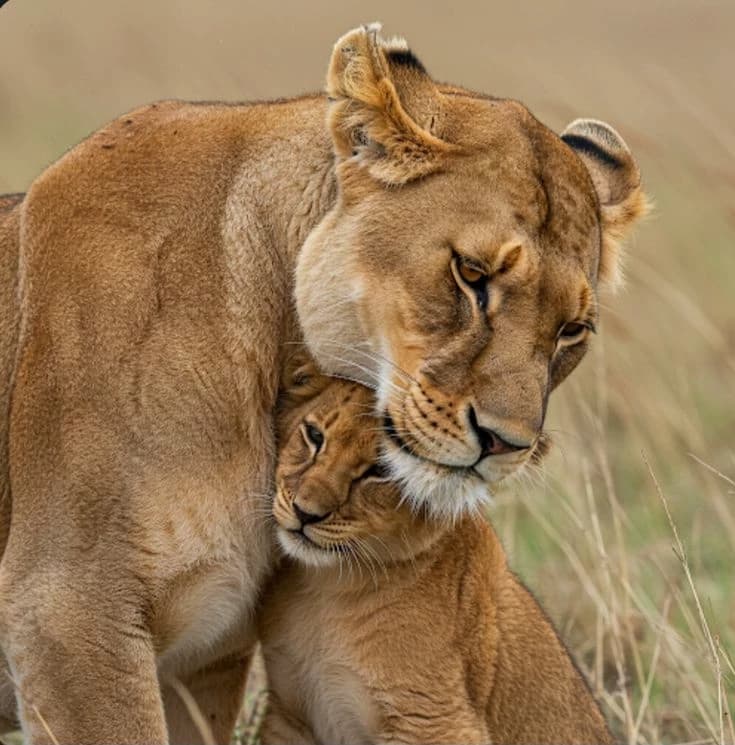 The Lion King thumbnail
