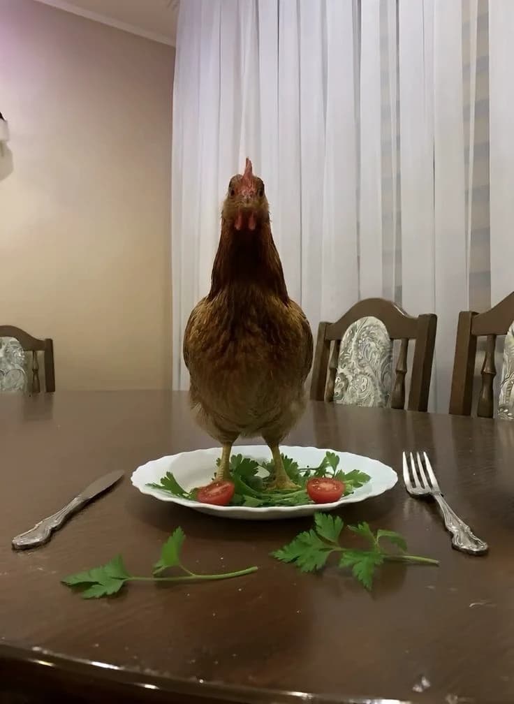 🍗 Chicken🐣 thumbnail