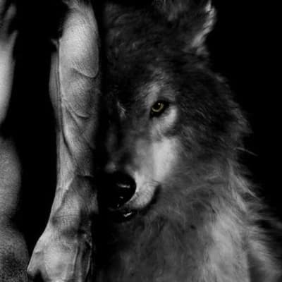Lucien and Dante, the Alpha and Beta Wolves thumbnail