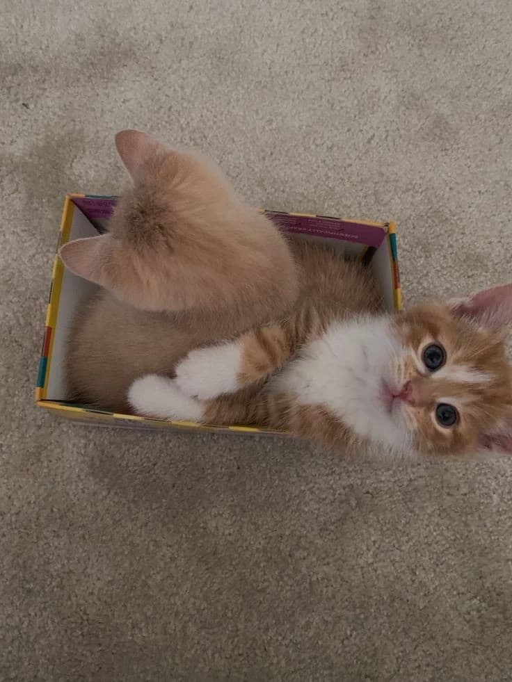 ||  a cute and surprising box is waiting at your door?!😆 thumbnail