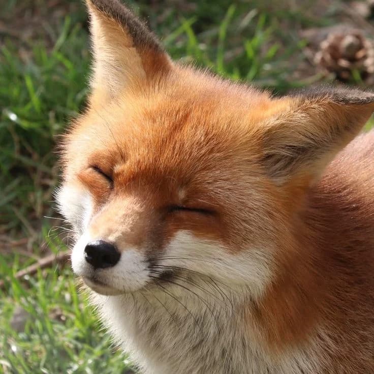 fox thumbnail