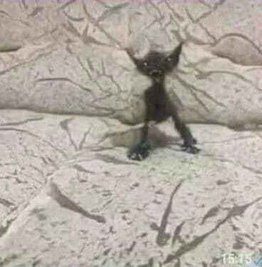 Skinny cat thumbnail
