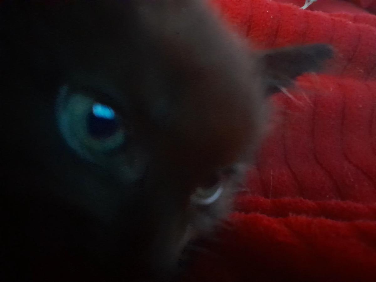You are a cat. thumbnail