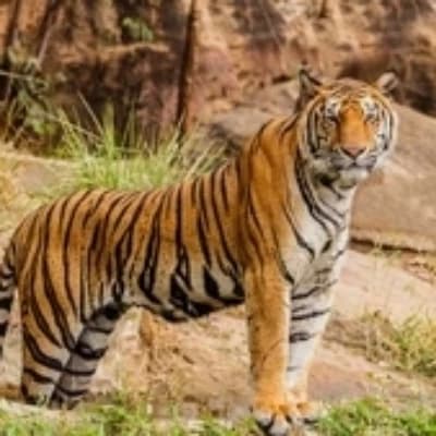Tiger thumbnail