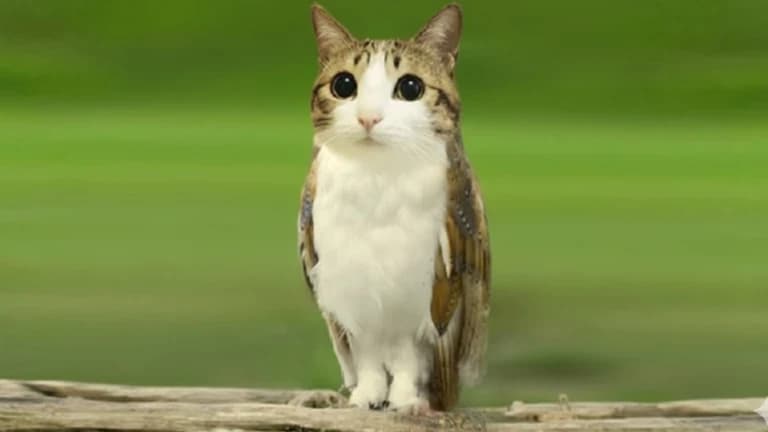 Meowl thumbnail
