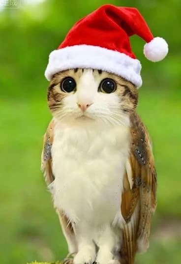 Meowl (Christmas time) thumbnail
