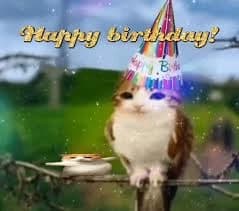 Birthday Meowl thumbnail