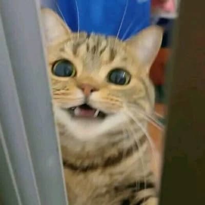 Cat Therapy | Luna thumbnail