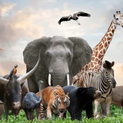 Animal kingdom thumbnail