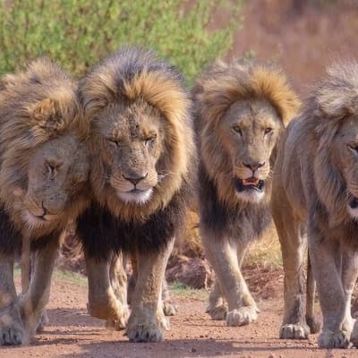 The Lion Brothers (Erwin, Morani, Sikio, Leo) thumbnail