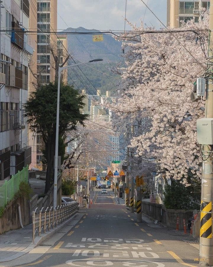 PERCT LIFE-KOREA thumbnail
