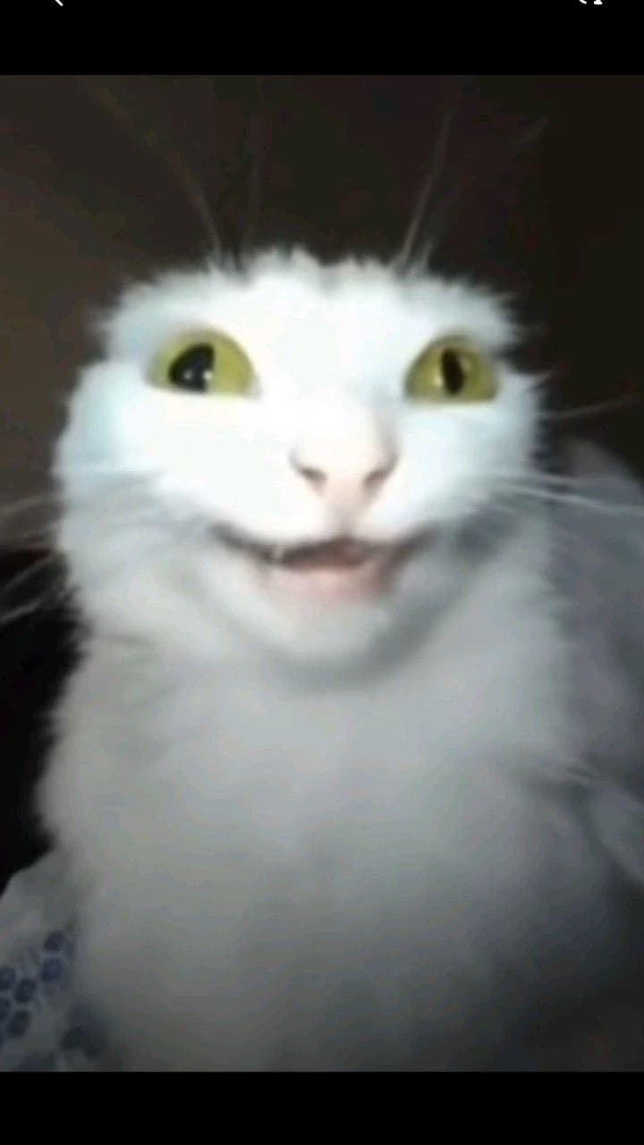 Crazy cat thumbnail