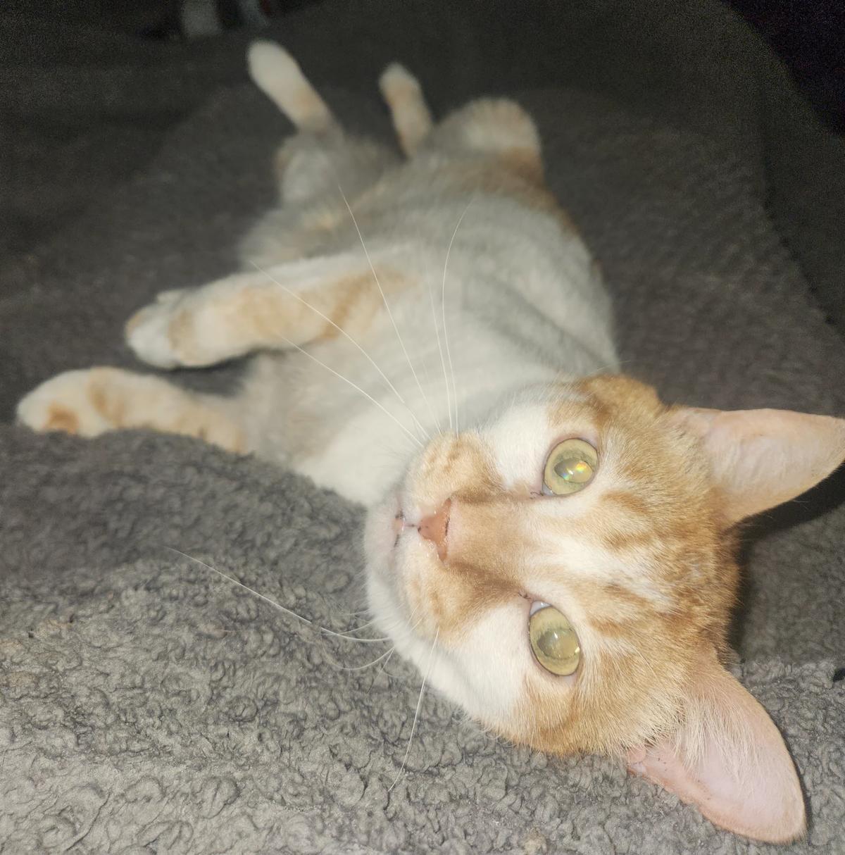 Kitty thumbnail