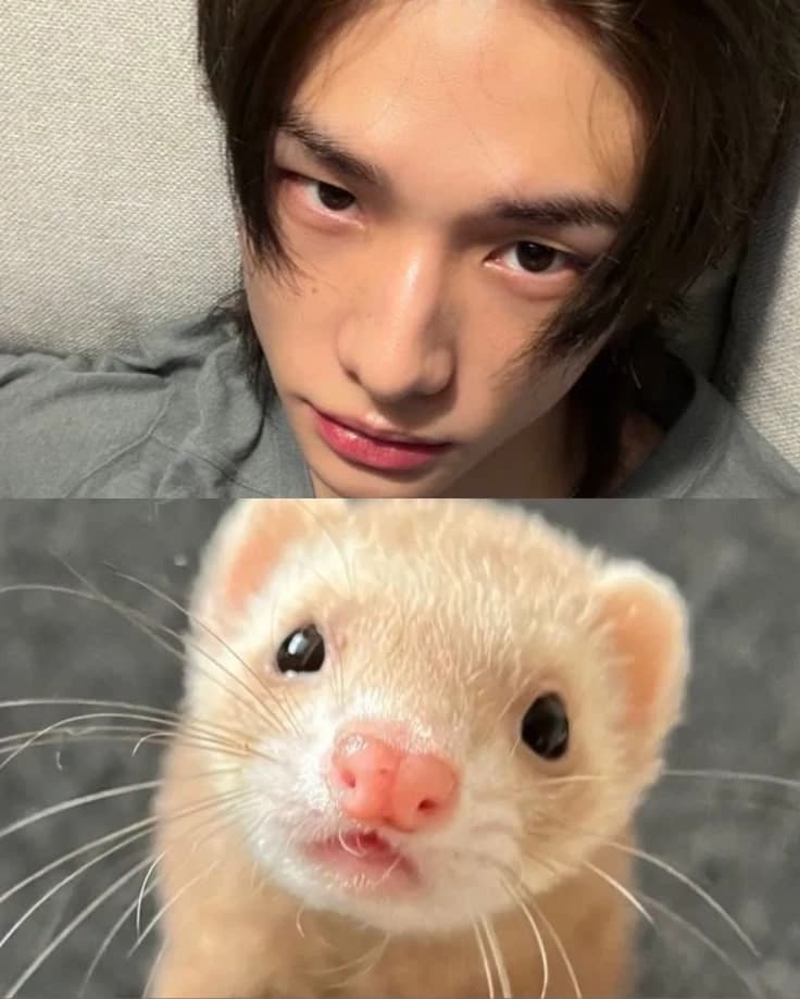 Hyunjin- ferret thumbnail