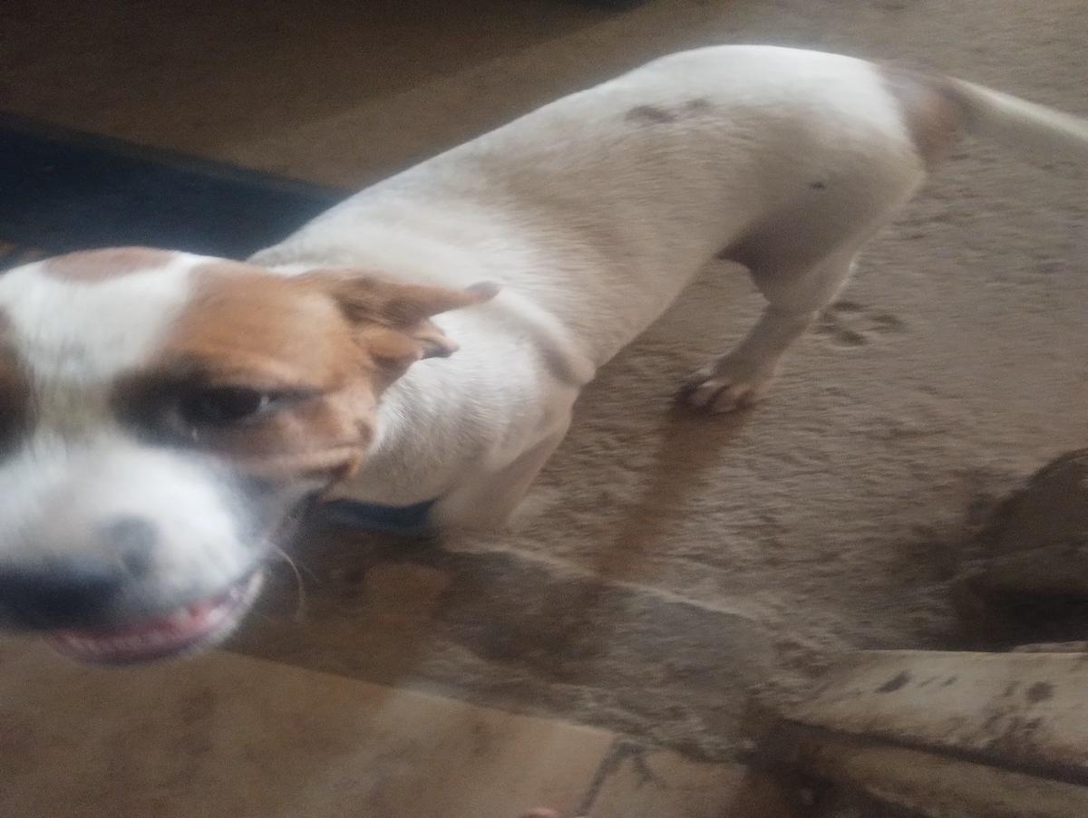 My dog thumbnail