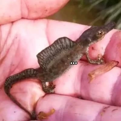 Baby spino thumbnail
