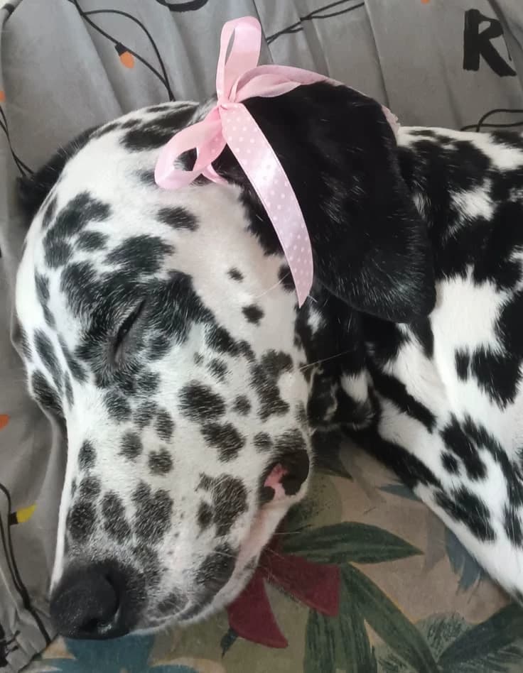 Scout - the neighbor's dalmatian 🐶 thumbnail