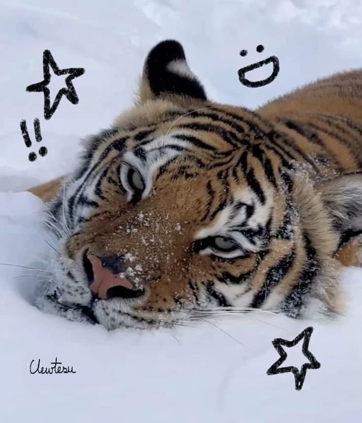 A tiger takes care of you thumbnail