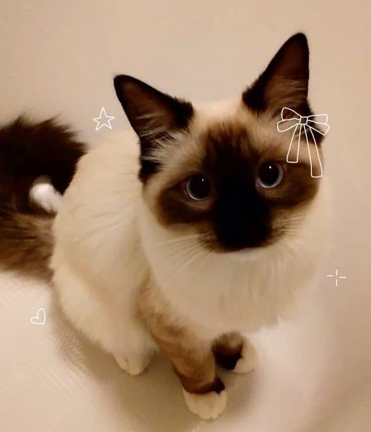 Nelson thumbnail