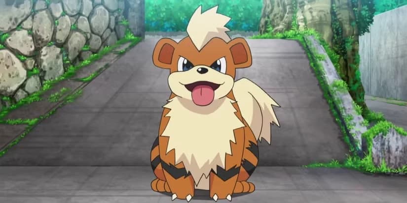 100 baby Growlithes thumbnail