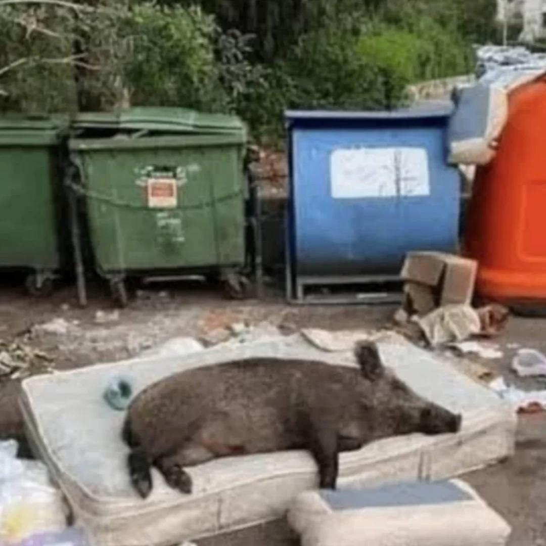 Porco(r/Pigposting) thumbnail