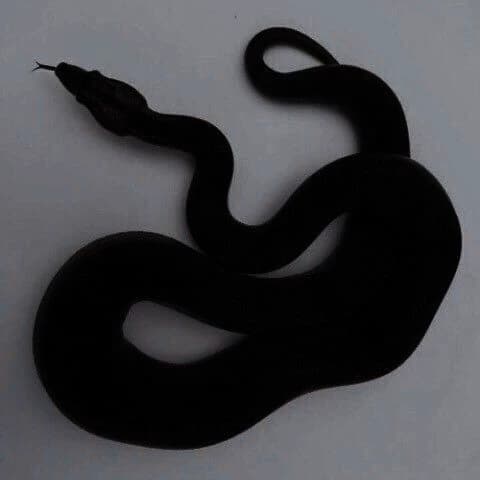 You found a snake 🥵 thumbnail