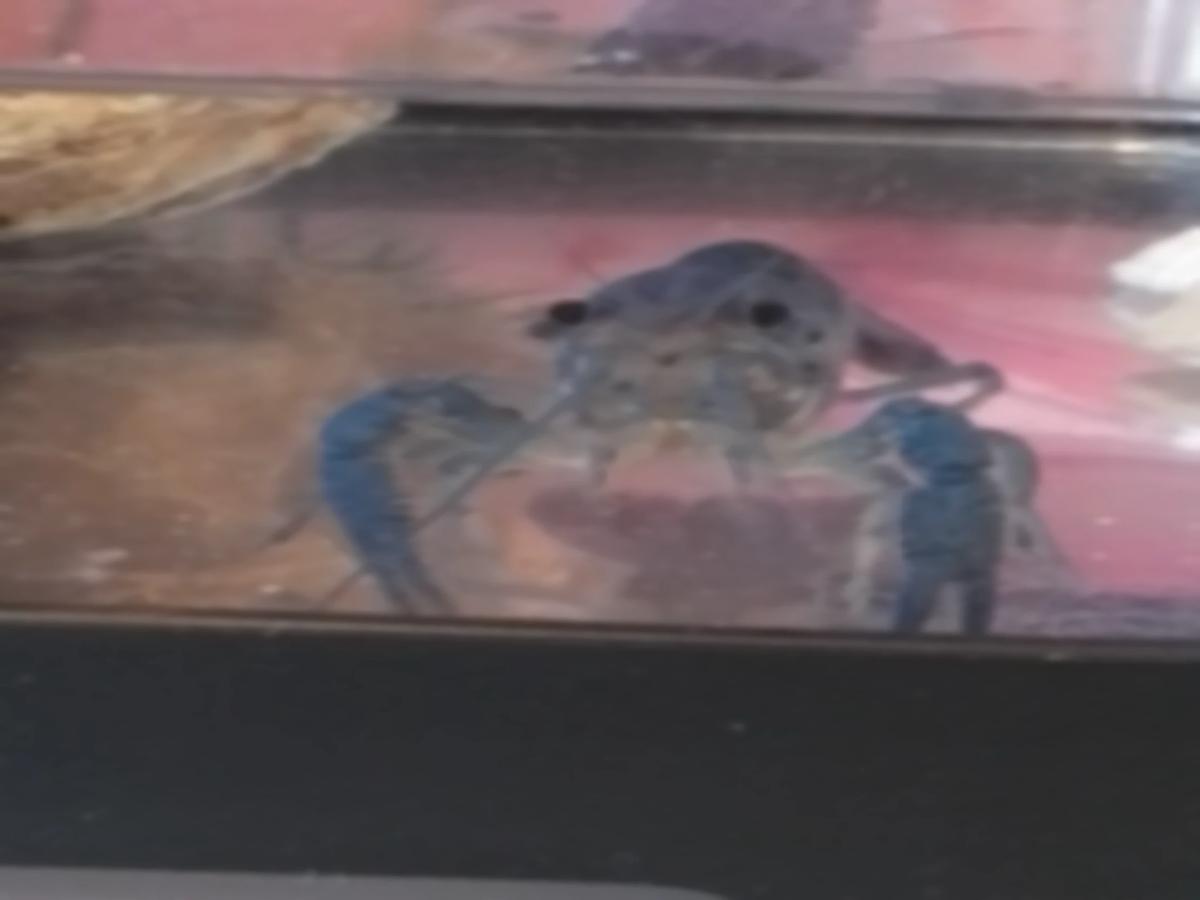 Mr. Crayfish  thumbnail