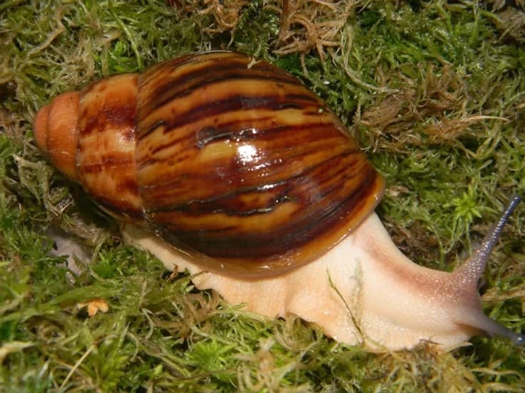 Snail thumbnail