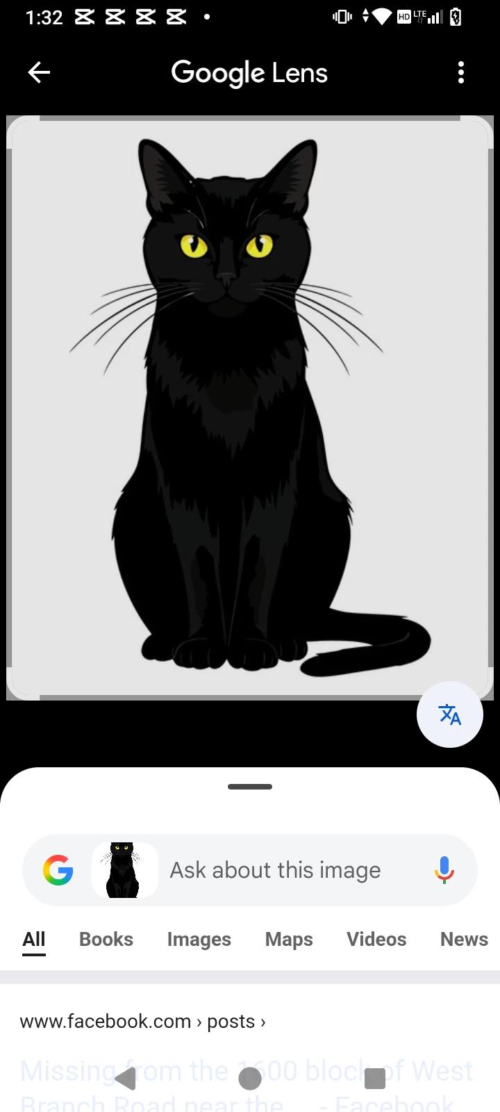 Cat(horikita) thumbnail