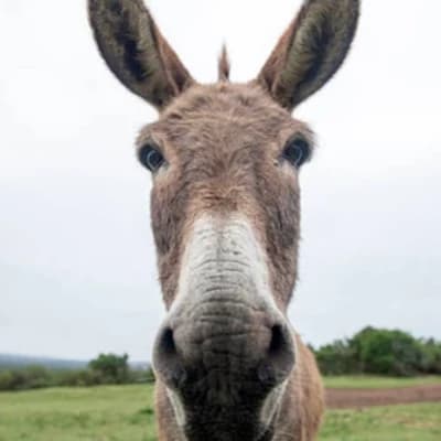 Donkey  thumbnail
