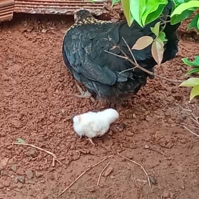 Piuzinha and Josefina thumbnail