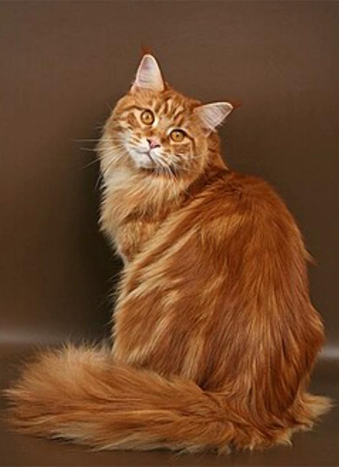 You are a RP cat thumbnail