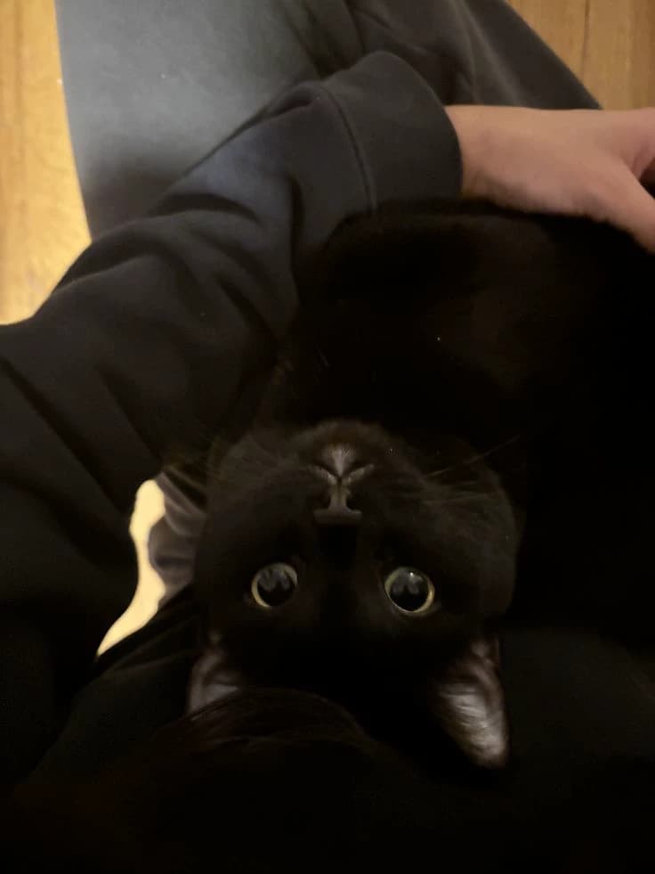 Henry thumbnail