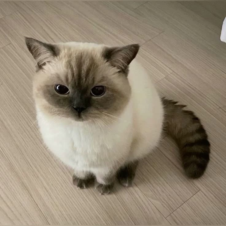 Alicia's 🐾🐱 thumbnail