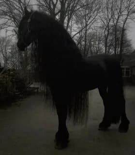 Wild stallion thumbnail