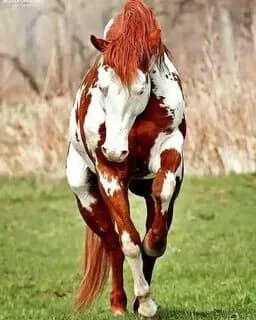 A pack of horses thumbnail