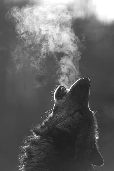 Oz Lupin - Werewolf thumbnail
