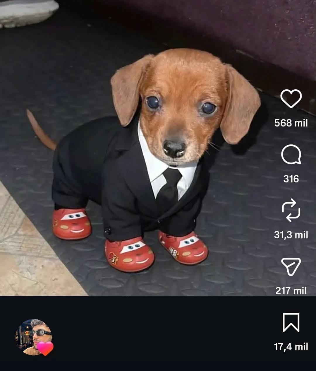 Cachorro Douglas thumbnail