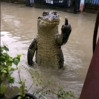 Crocodile Pinto thumbnail