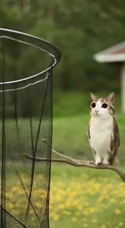 About to capture meowl thumbnail