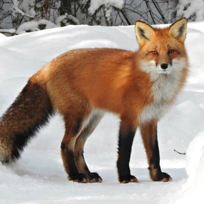 Literally just a normal fox thumbnail