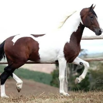 Horse thumbnail