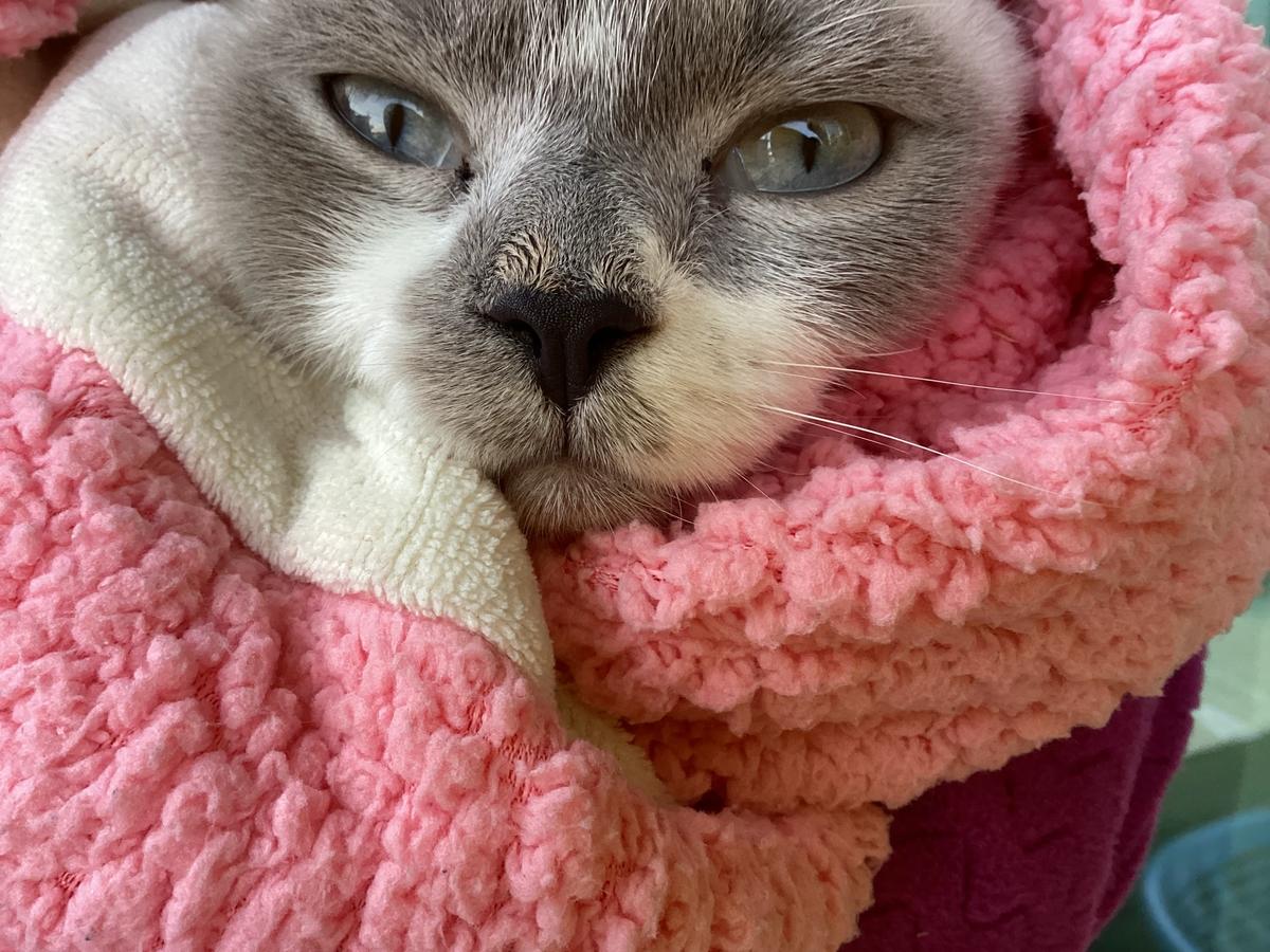 Cleo thumbnail