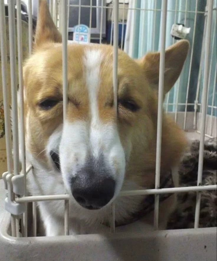 Talking dog thumbnail